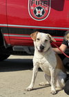 Tanner - Photo 4
