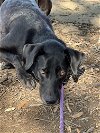 adoptable Dog in weatherford, tx, TX named Dandy