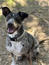 adoptable Dog in weatherford, TX named Willow