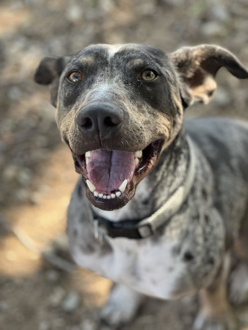 WILLOW - Catahoula Leopard Dog available for adoption