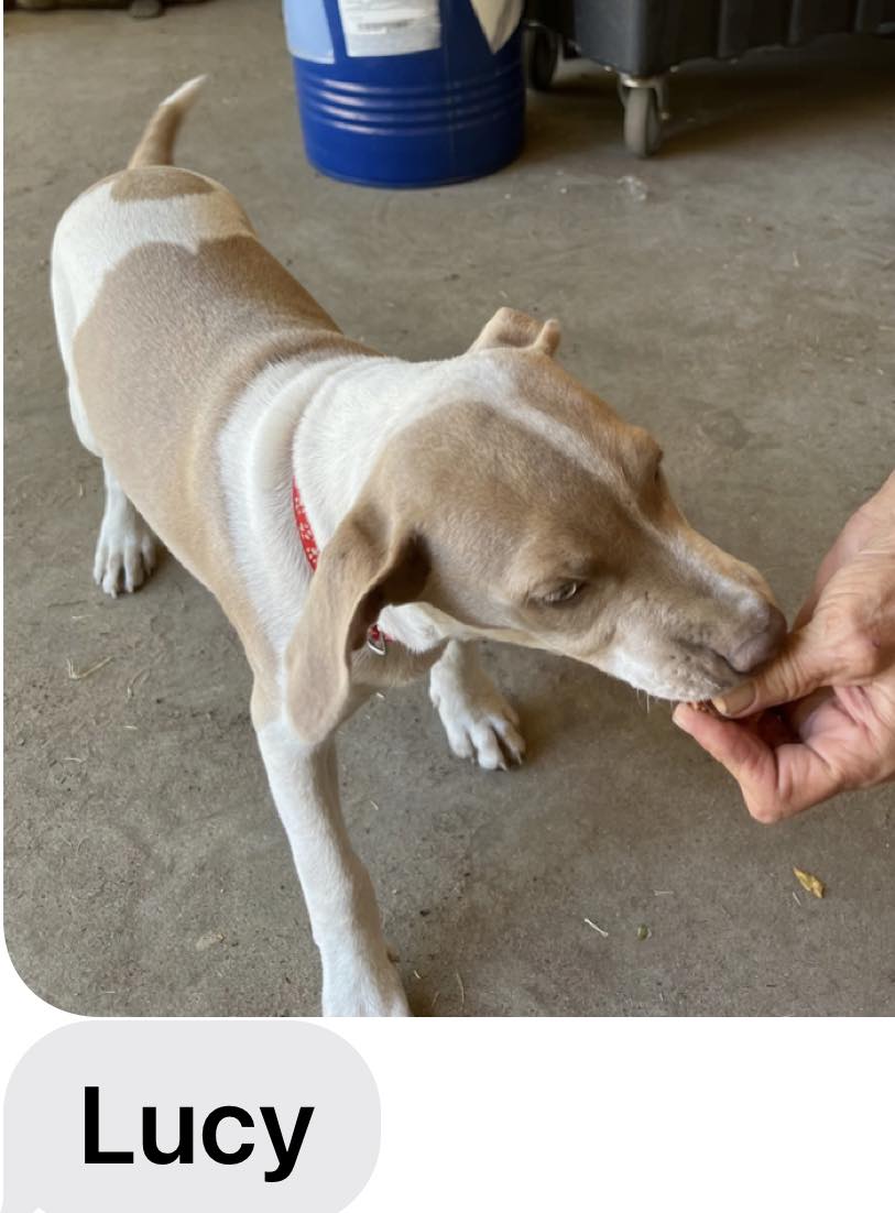 adoptable Dog in Weatherford, TX named Lucy