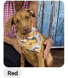 adoptable Dog in weatherford, TX named Red
