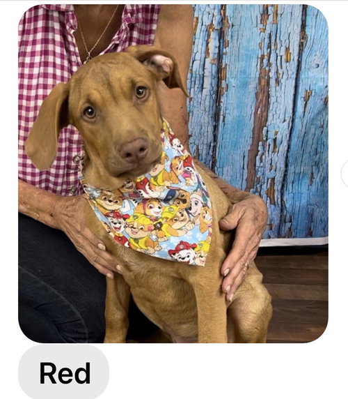 picture of the dog needing adoption