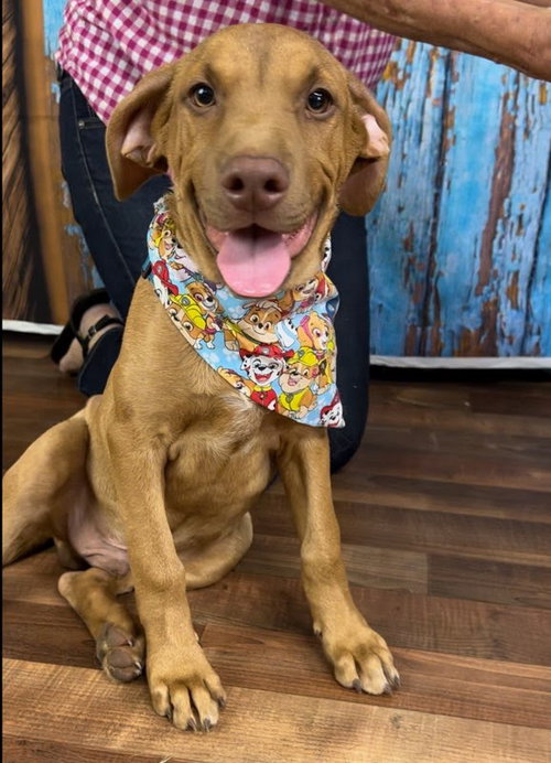 RED - Hound available for adoption