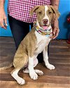 adoptable Dog in weatherford, TX named Tiger