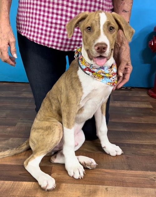 TIGER - Hound available for adoption