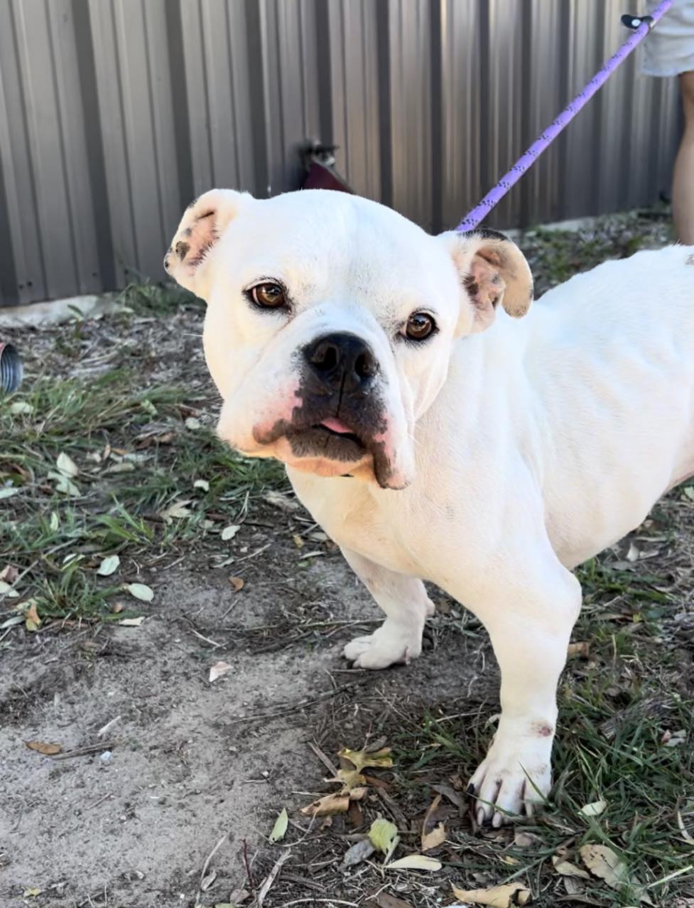 adoptable Dog in Weatherford, TX named Sipsy