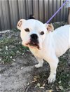 adoptable Dog in weatherford, TX named Sipsy