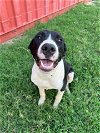 adoptable Dog in weatherford, TX named Kirby
