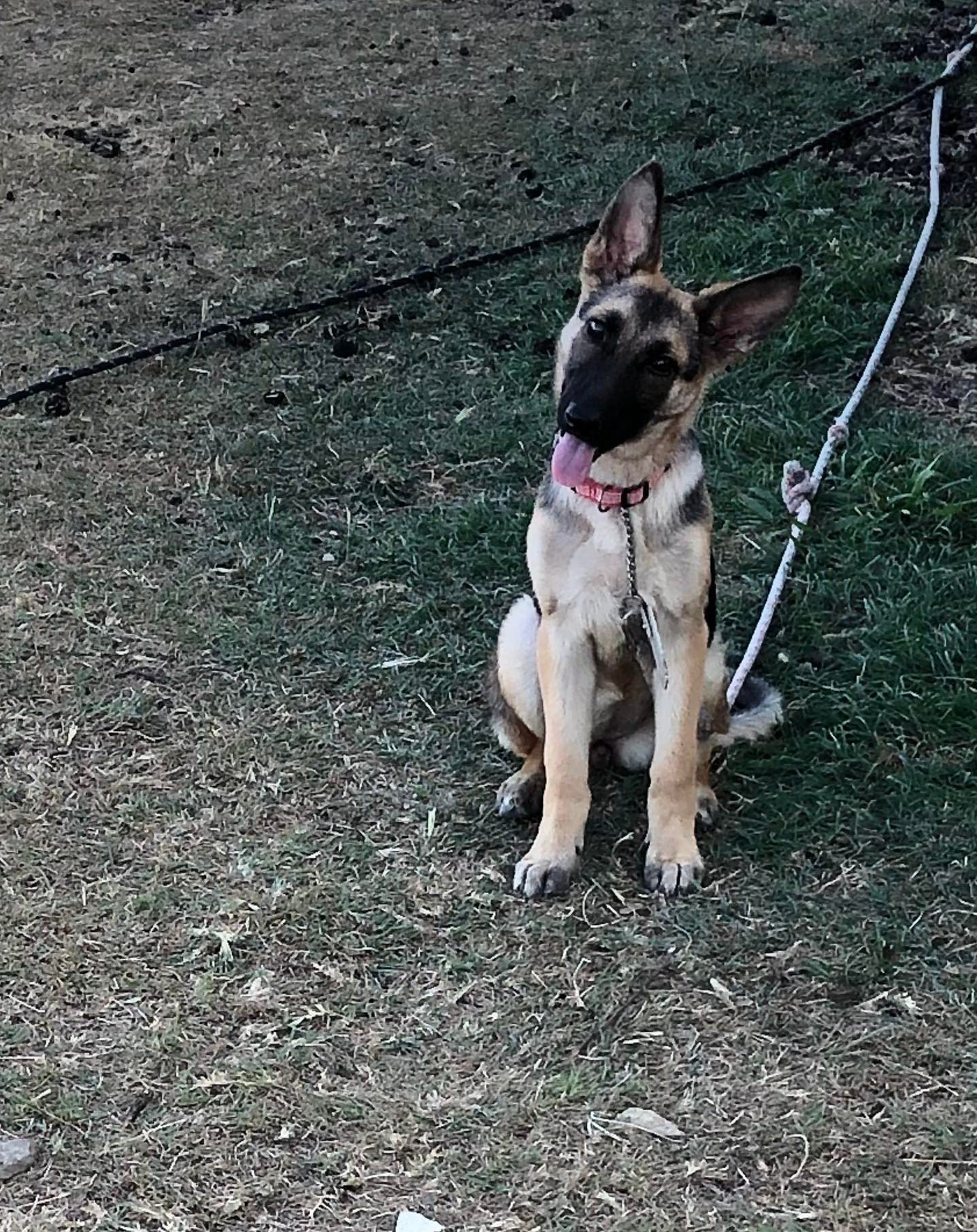 adoptable Dog in Weatherford, TX named Iris (Linda's)