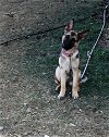 adoptable Dog in weatherford, TX named Iris (Linda