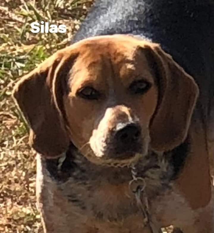 adoptable Dog in Weatherford, TX named Silas