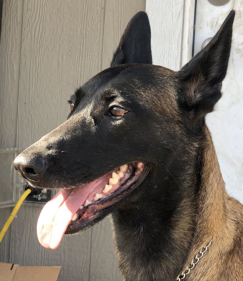 VEGAS - Belgian Shepherd Malinois available for adoption