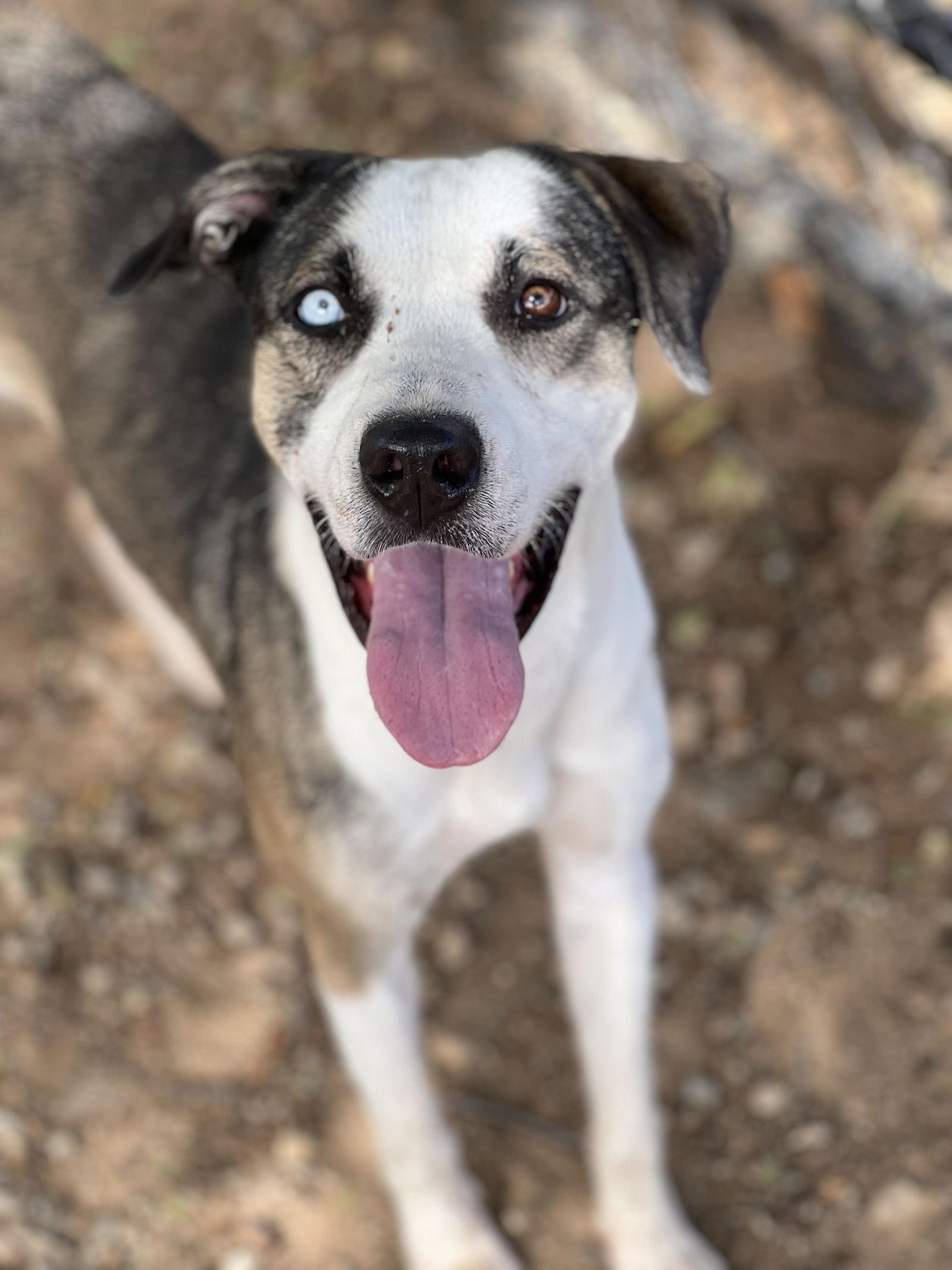 adoptable Dog in Weatherford, TX named Iris