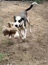 Iris - Photo 3
