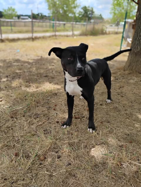 ACE - Black Labrador Retriever / Pit Bull Terrier available for adoption