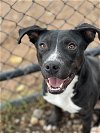 adoptable Dog in  named Ace