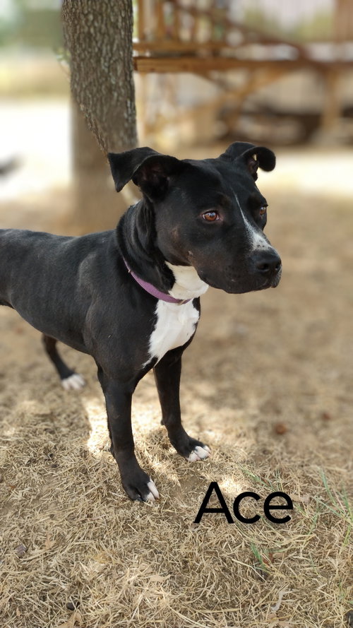 ACE - Black Labrador Retriever / Pit Bull Terrier available for adoption