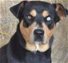 adoptable Dog in weatherford, TX named Bear