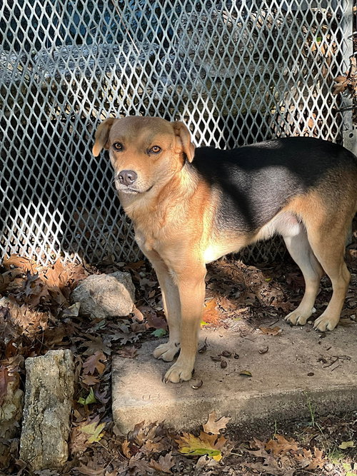 RUFFIAN - Shepherd available for adoption