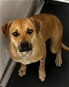 adoptable Dog in weatherford, TX named Samantha