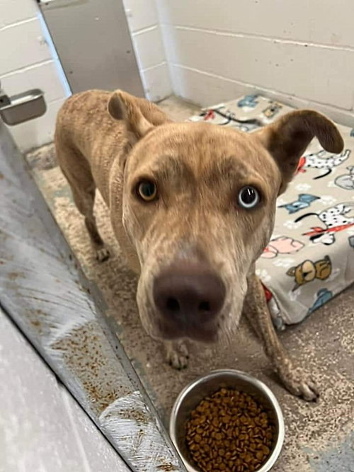 SPRINKLE - Pit Bull Terrier available for adoption