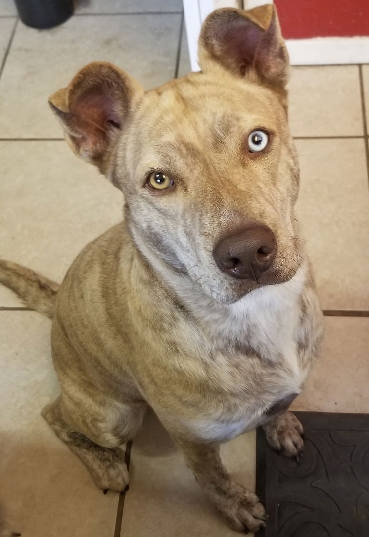 adoptable Dog in Weatherford, TX named Sprinkle