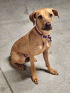Bohdi - Photo 3