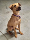 Bohdi - Photo 4