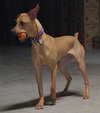 Bohdi - Photo 5
