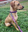 Bohdi - Photo 6