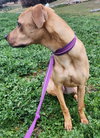 Bohdi - Photo 7