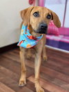 Bohdi - Photo 1