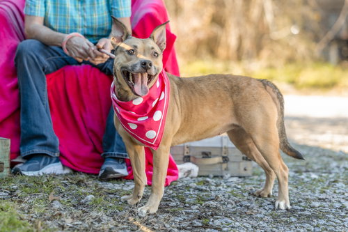 KATIE (KAYA) - Terrier / Carolina Dog available for adoption