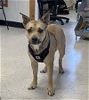 adoptable Dog in weatherford, TX named Katie (Kaya)