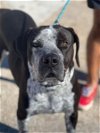 adoptable Dog in weatherford, TX named Astro