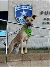 adoptable Dog in weatherford, TX named Babe Ruth