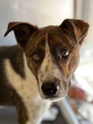 adoptable Dog in Weatherford, TX named Kip