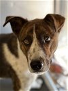 adoptable Dog in weatherford, TX named Kip