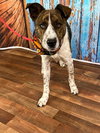 Kip - Photo 2