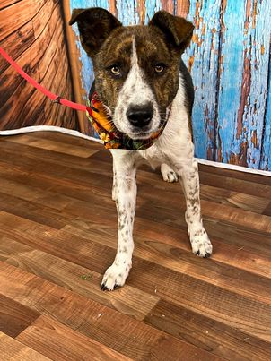 KIP - Shepherd available for adoption