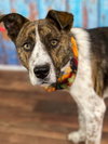 Kip - Photo 3