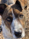 Kip - Photo 4