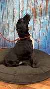 Tyson - Photo 3