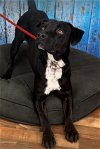 adoptable Dog in weatherford, TX named Tyson
