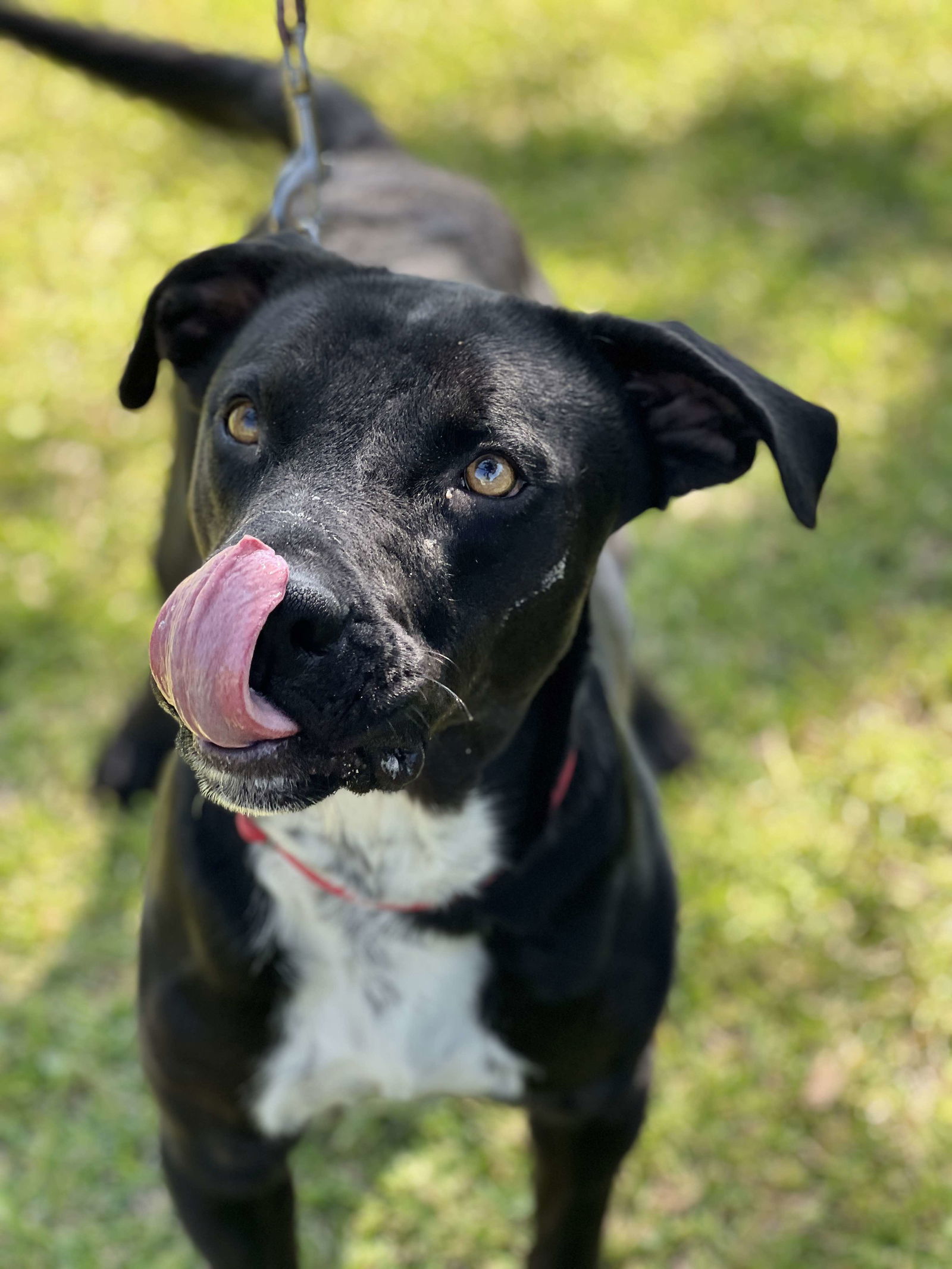 adoptable Dog in Weatherford, TX named Tyson