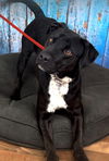adoptable Dog in  named Tyson