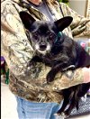 adoptable Dog in weatherford, TX named Pepper
