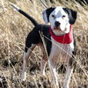 adoptable Dog in  named Panda