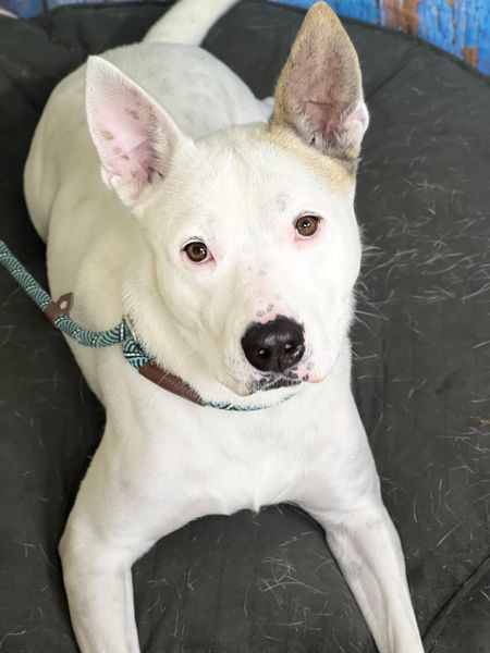 TAYLOR - Labrador Retriever / Pit Bull Terrier available for adoption